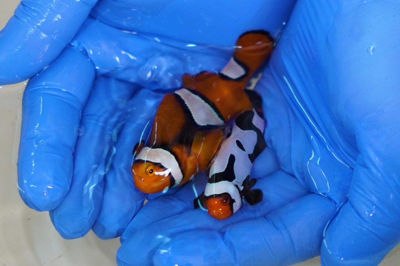 Casal 27 — PAR-27